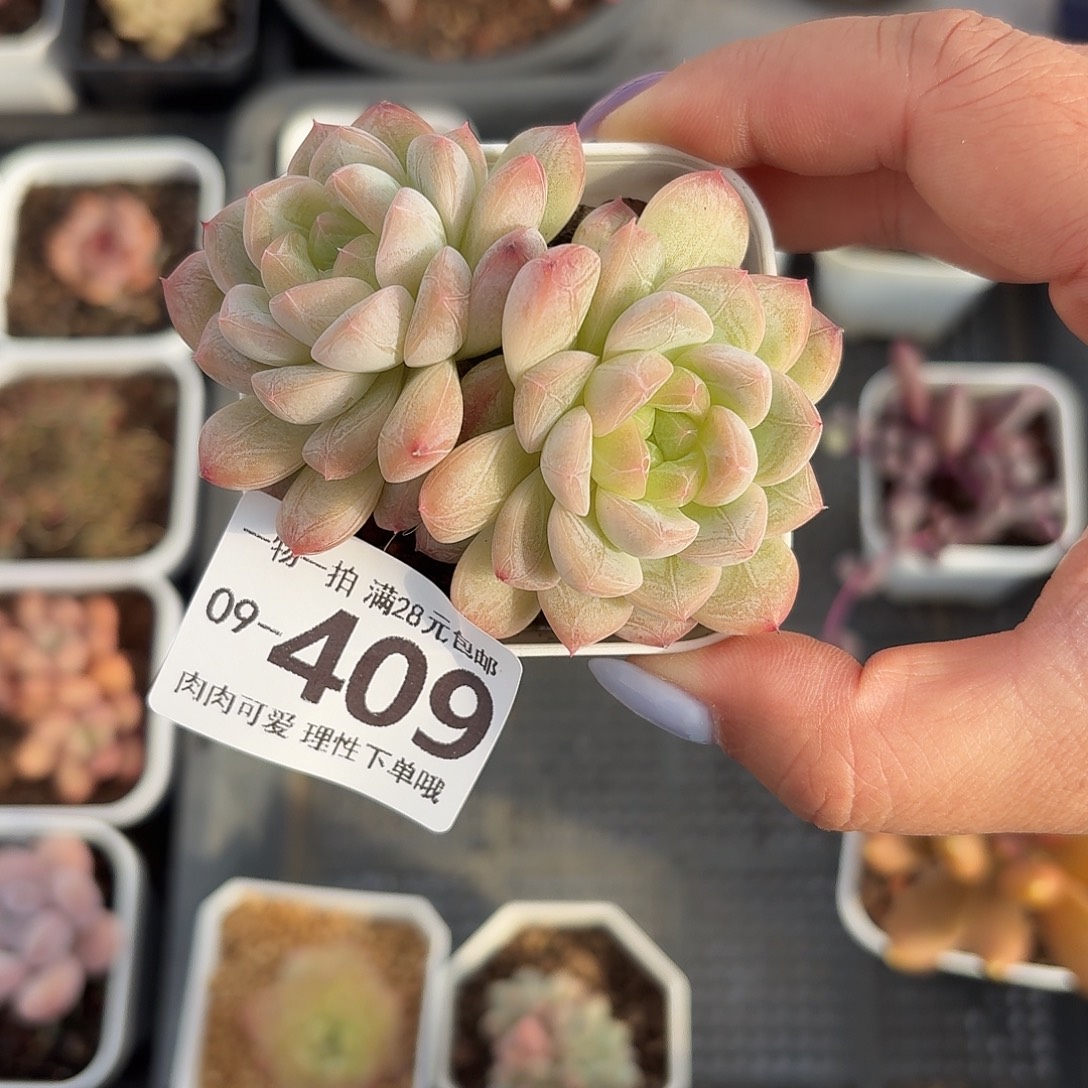 优选珍妮无盆土发货无盆