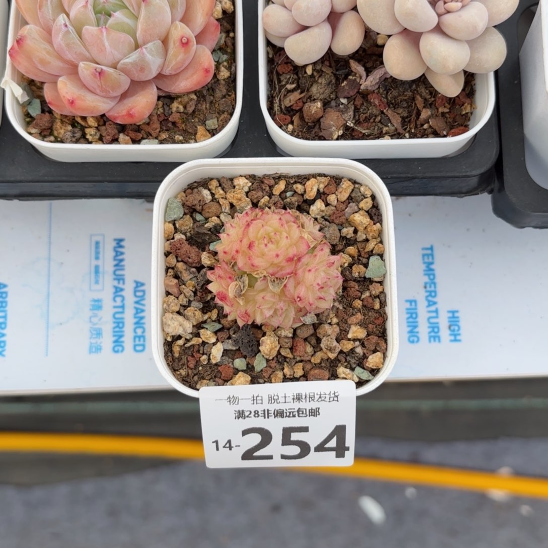 小脸麦多肉多肉多肉