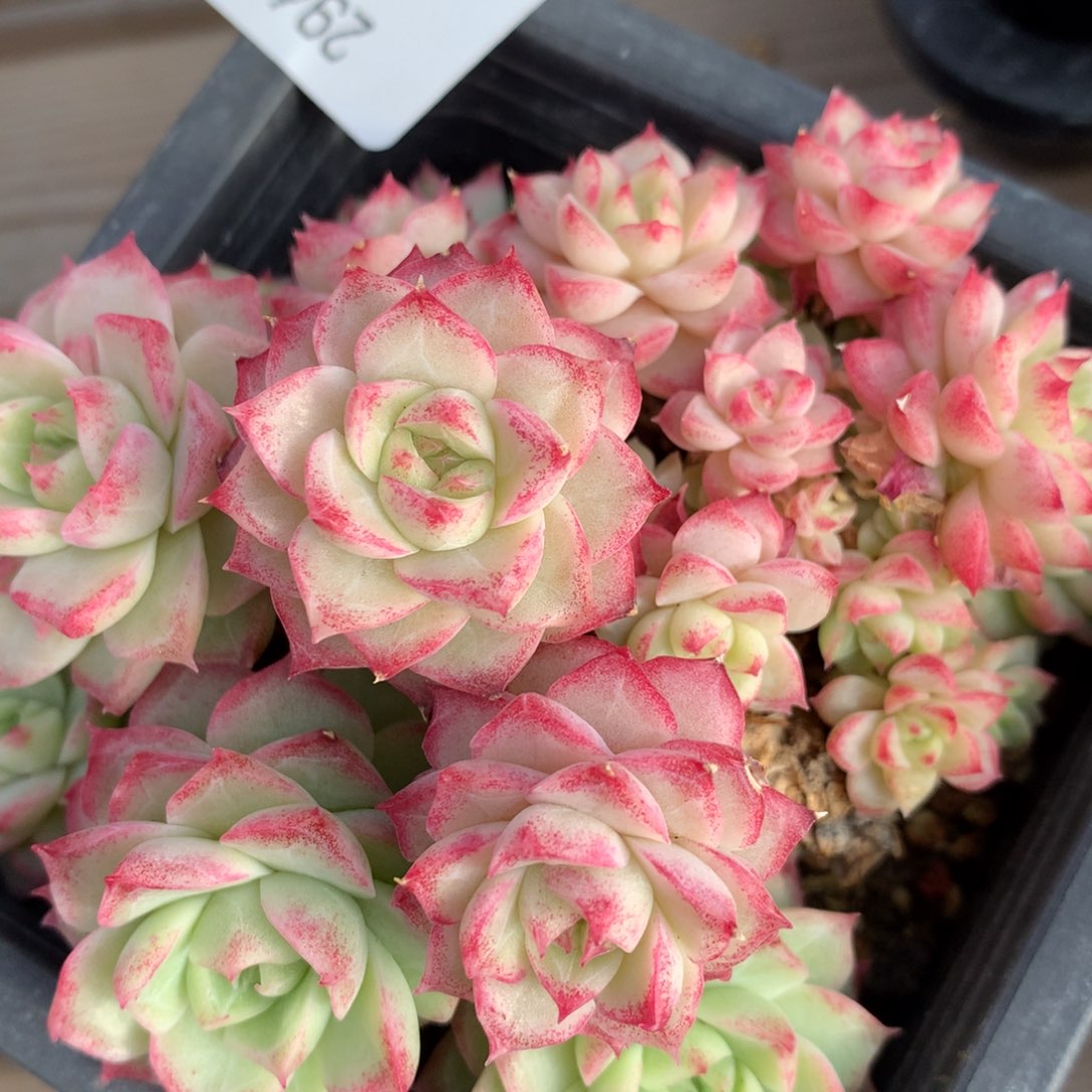 0221-34 女王玫瑰