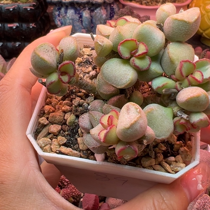 风****吉祥如意是什么。 