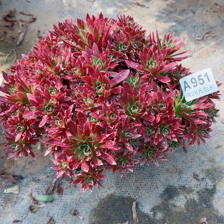 951凤凰多肉有疤
