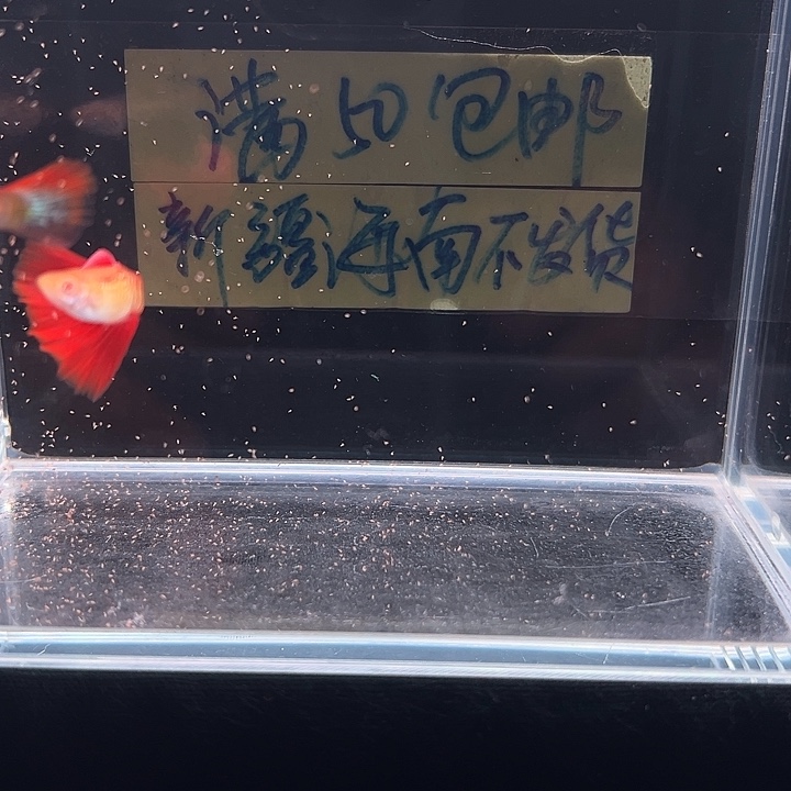 孔雀鱼红尾蛇王白子