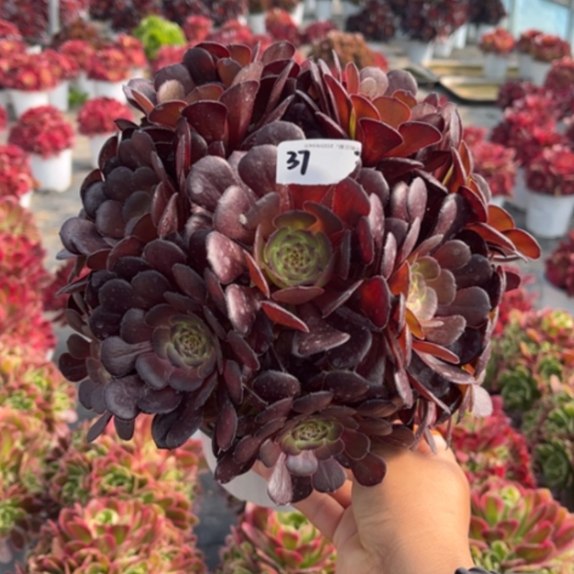 【闪购商品】37黑菠萝利多肉法师