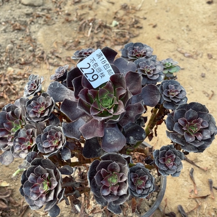 229欧紫大手捧1法师