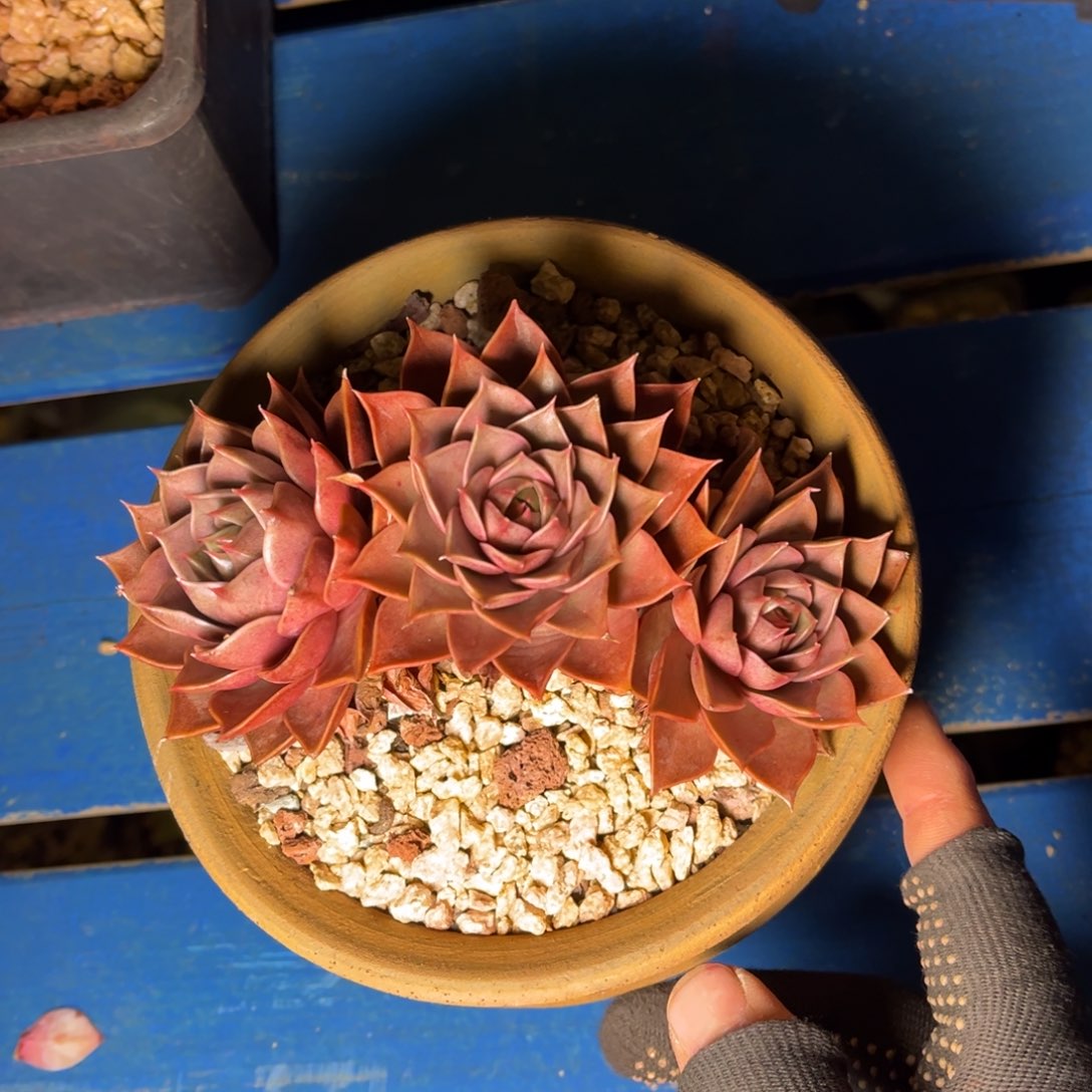 文***哒00000000000000000000