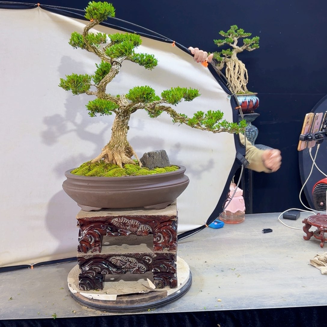 高端盆景艺术作品