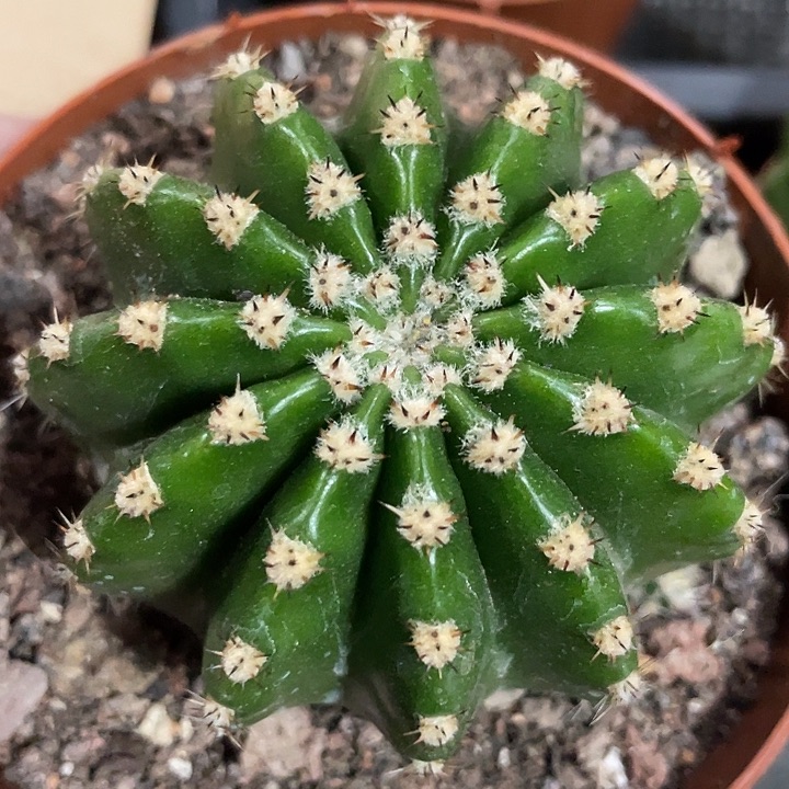 431号实生高耸短刺彩草