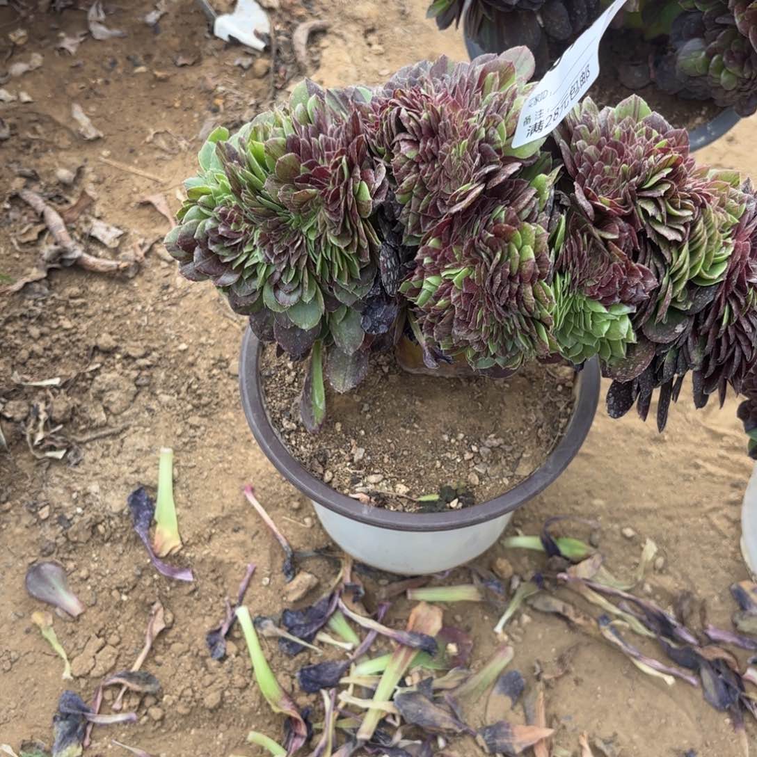 下*570花月夜缀多肉植物