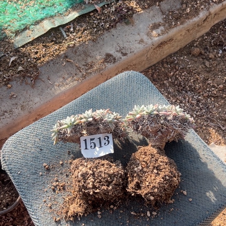 513号白菊两个颗多肉植物