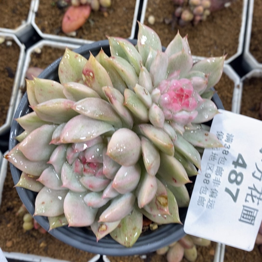 487TP锦双头带根红心