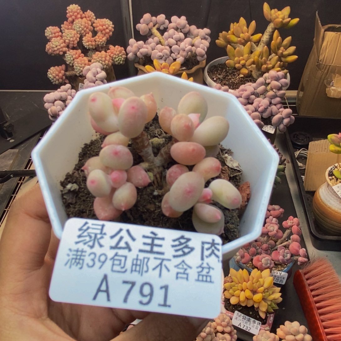 791苹果奶二代多肉4cm