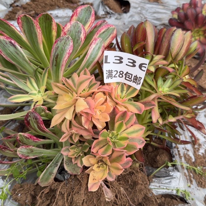 1336三个多肉三号棚K