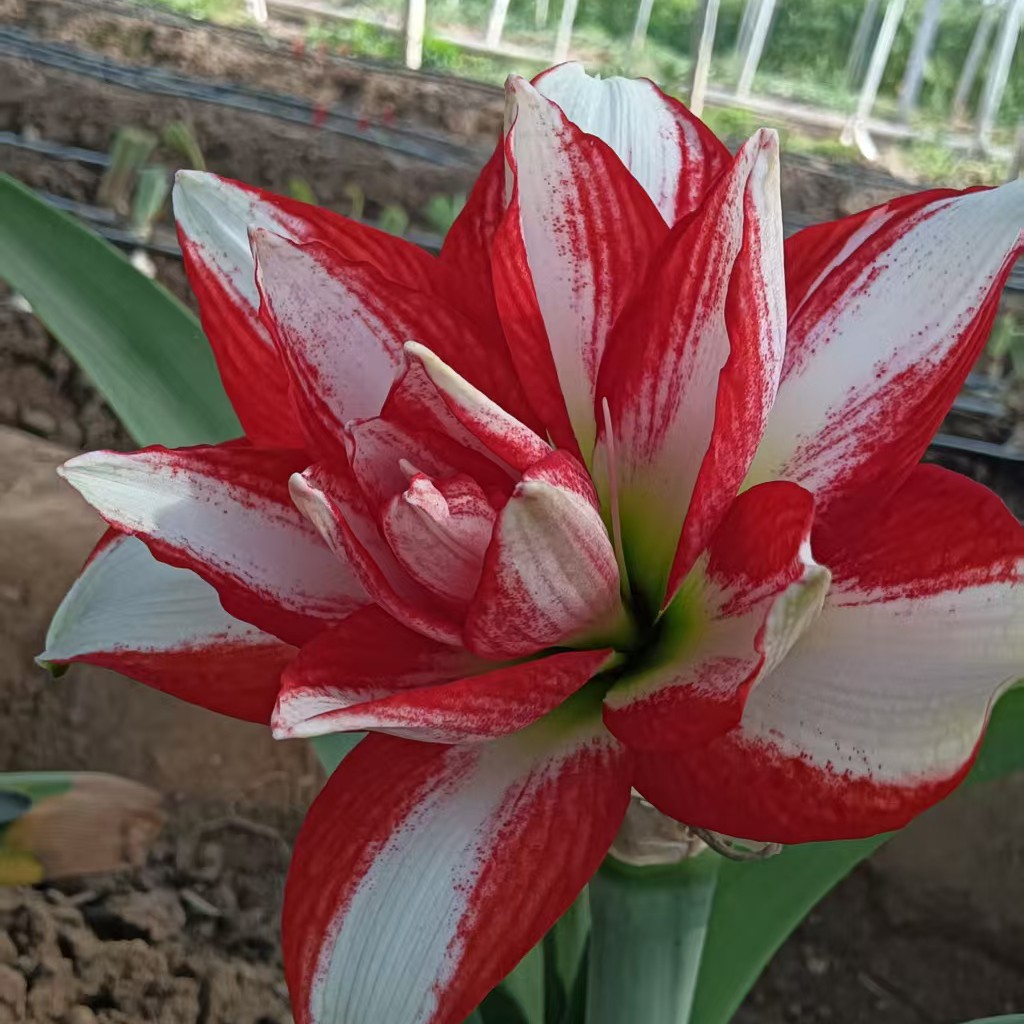朱顶红花卉植物园艺