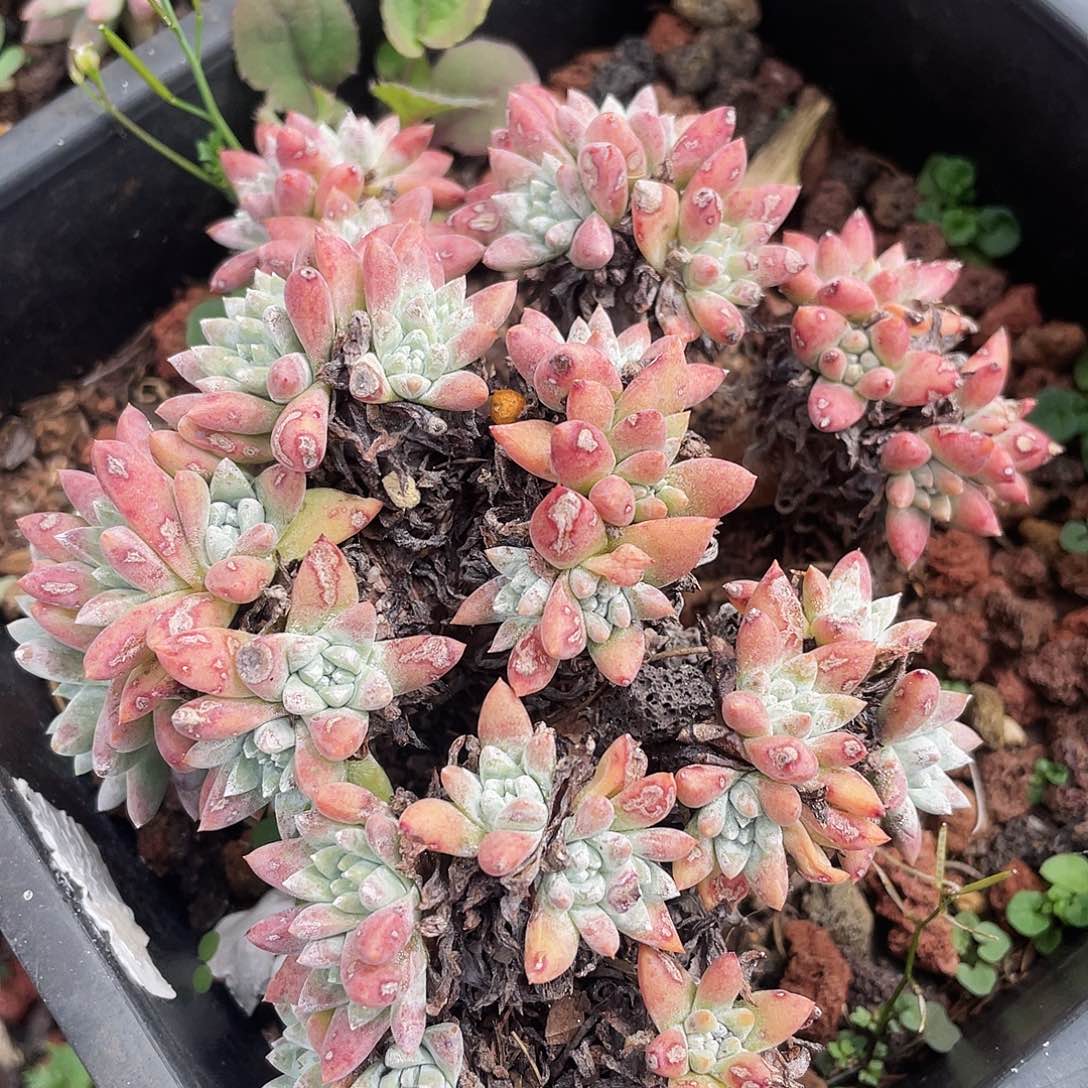 各诺马多头老桩957
