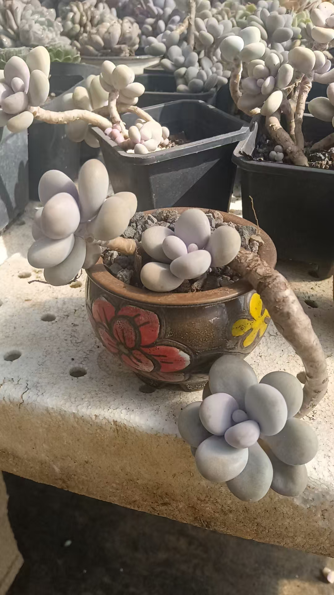 精品桃蛋  可爱系多肉 肉嘟嘟