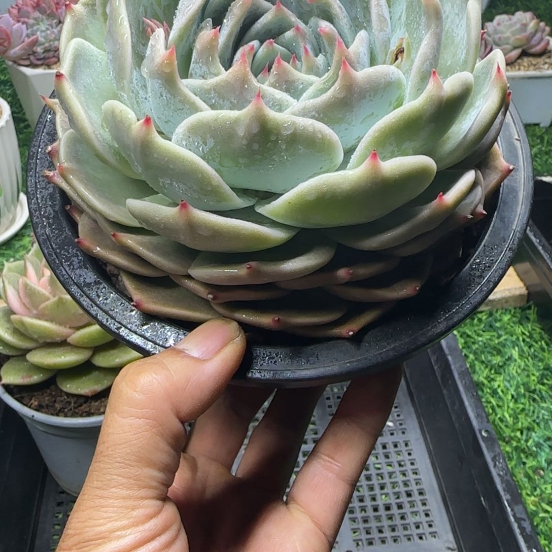 锦安精品多肉植物257