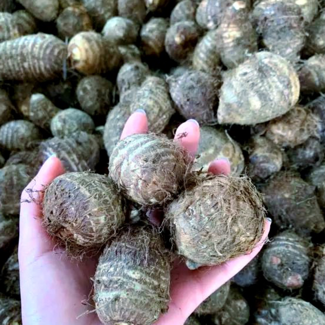 云南农家牛奶小香芋粉糯香滑农家自种当季蔬菜