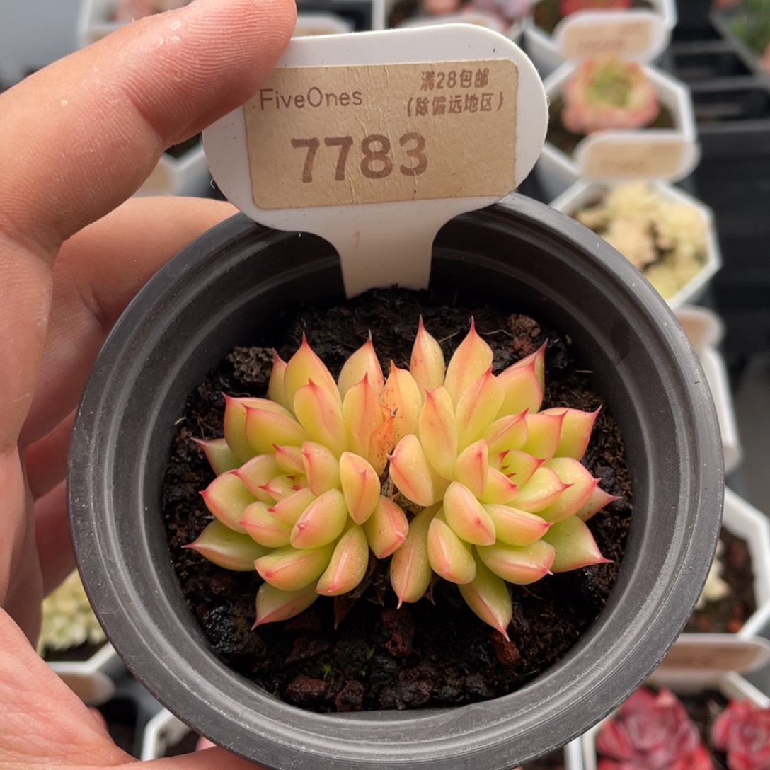 闪光7783-6.0厘米