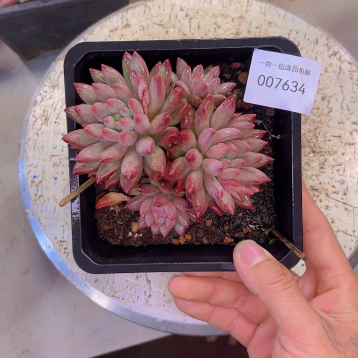 多***福多肉一物一拍7634