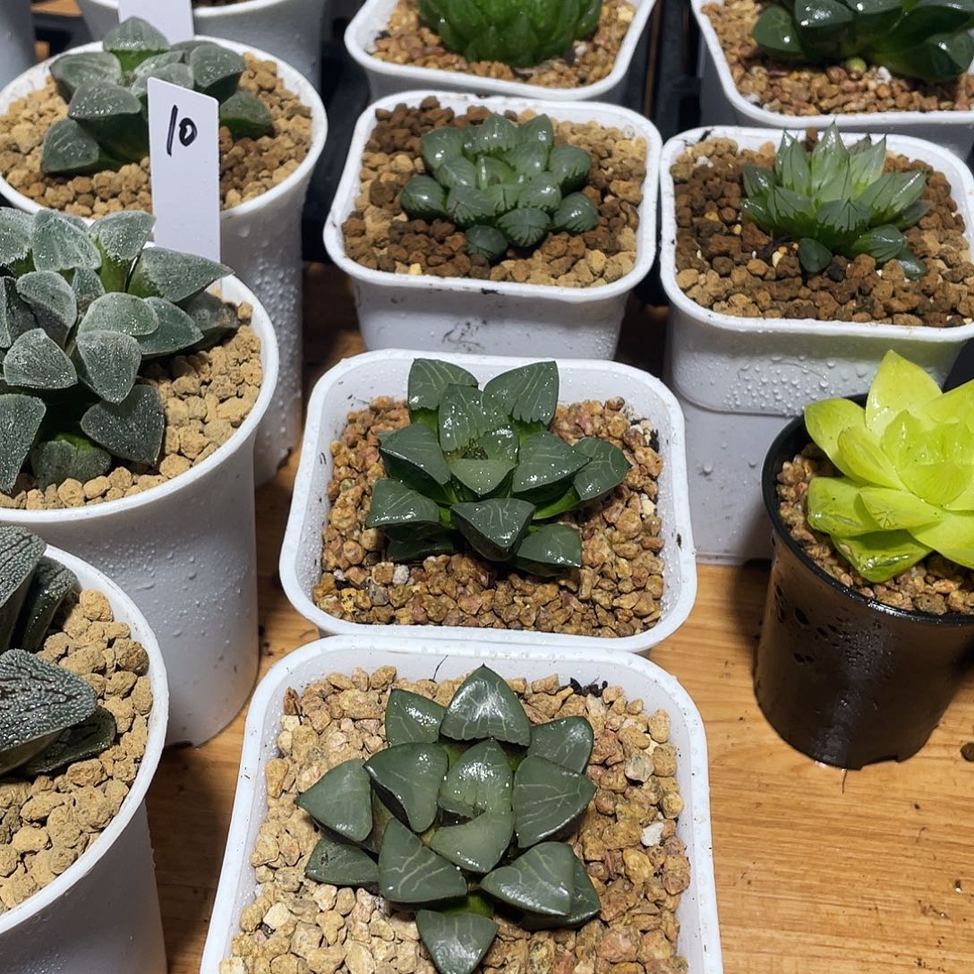 万象盆雅典娜女神