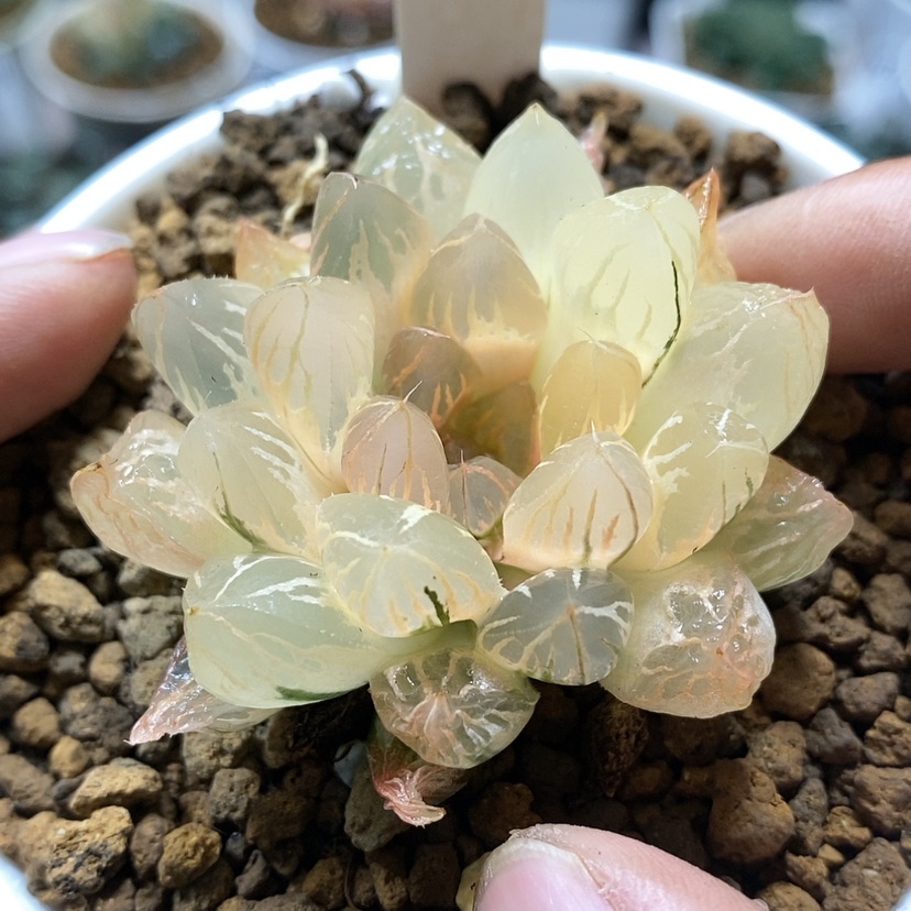 【闪购商品】64糊斑日出