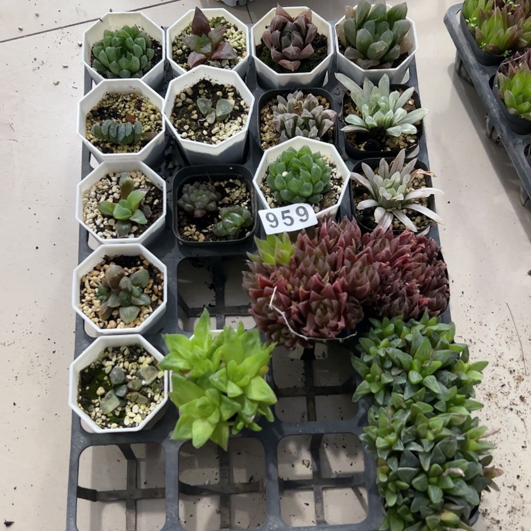 脱土带伤无根十二卷多肉植物