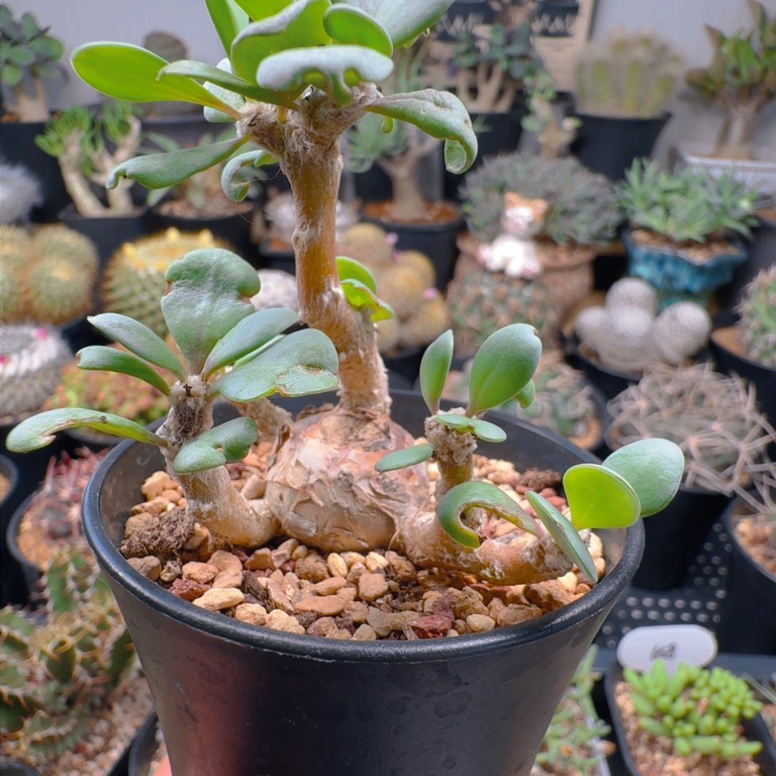 83派马厚墩菊带盆发货