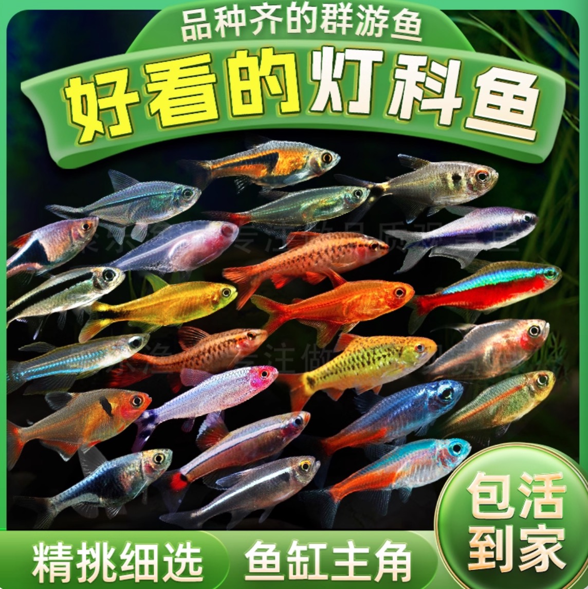 灯科鱼盲盒专拍观赏鱼