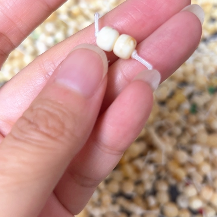 蜜蜡未镶嵌裸石6.4mm一对