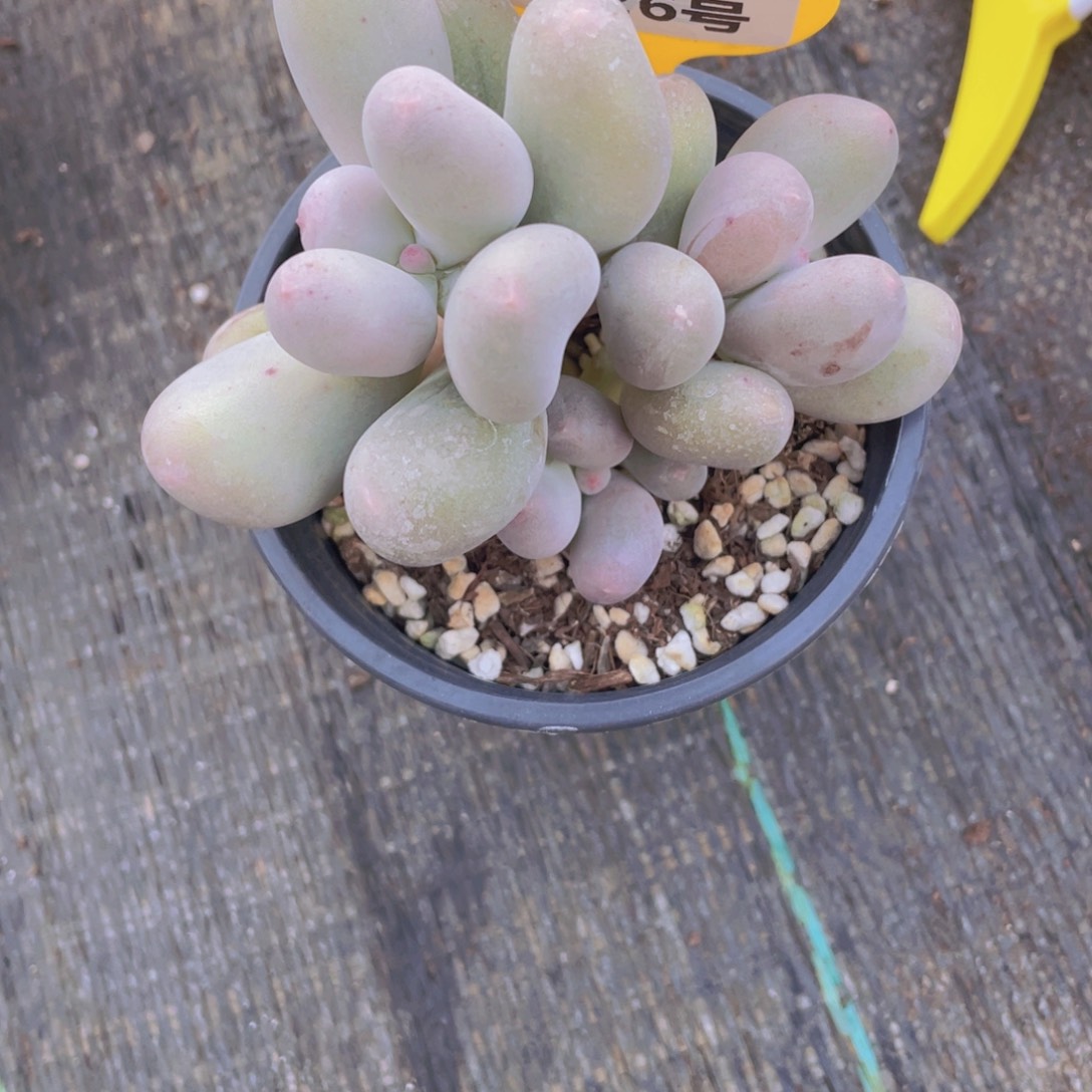 1326号 老桩米可奶酪多头群一个