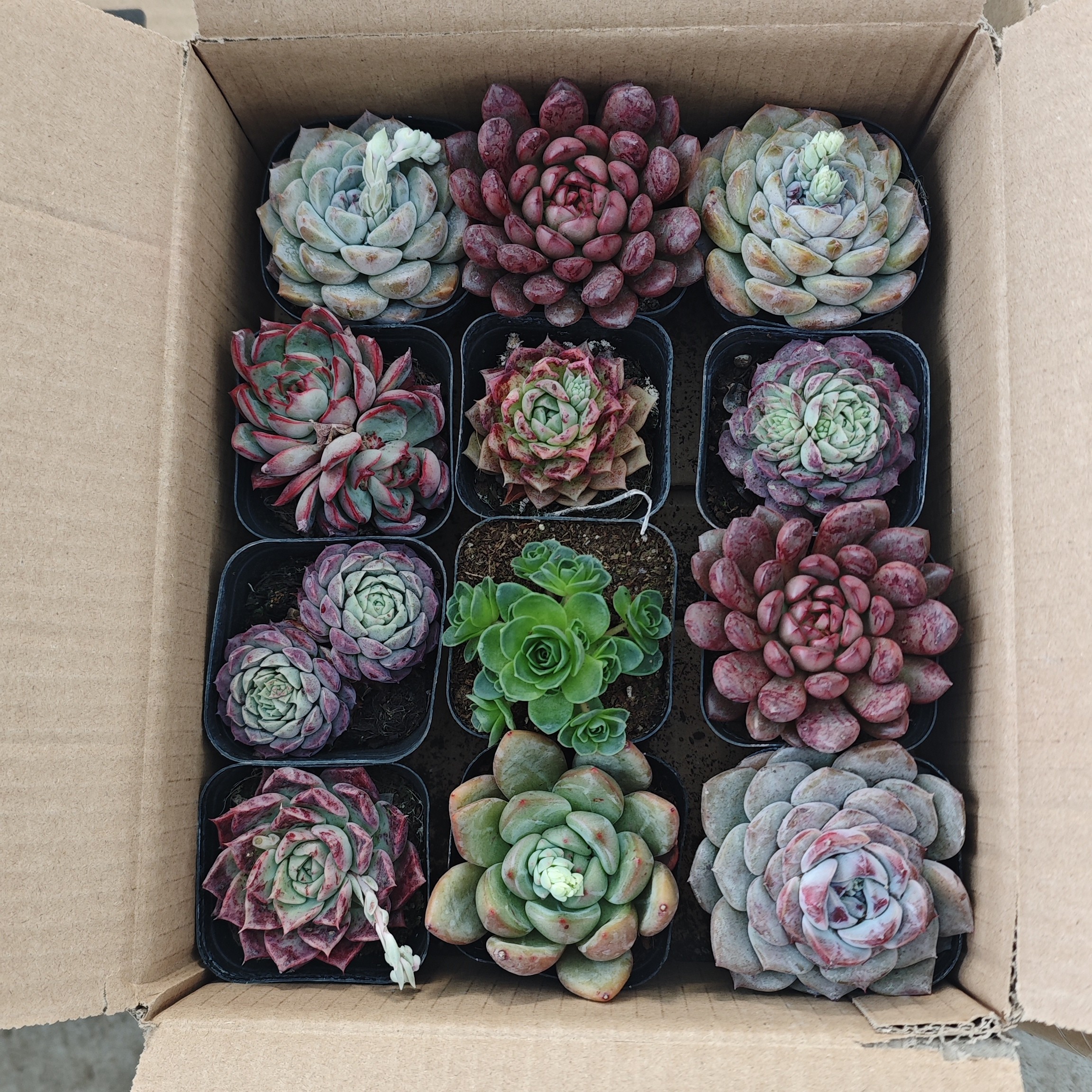 多肉混箱12棵一整箱好养活