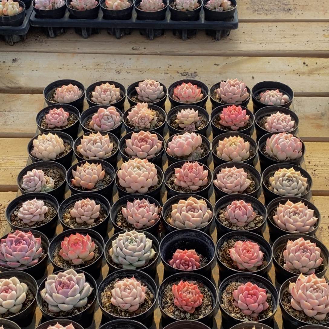 098多肉植物保护研究所所长助理