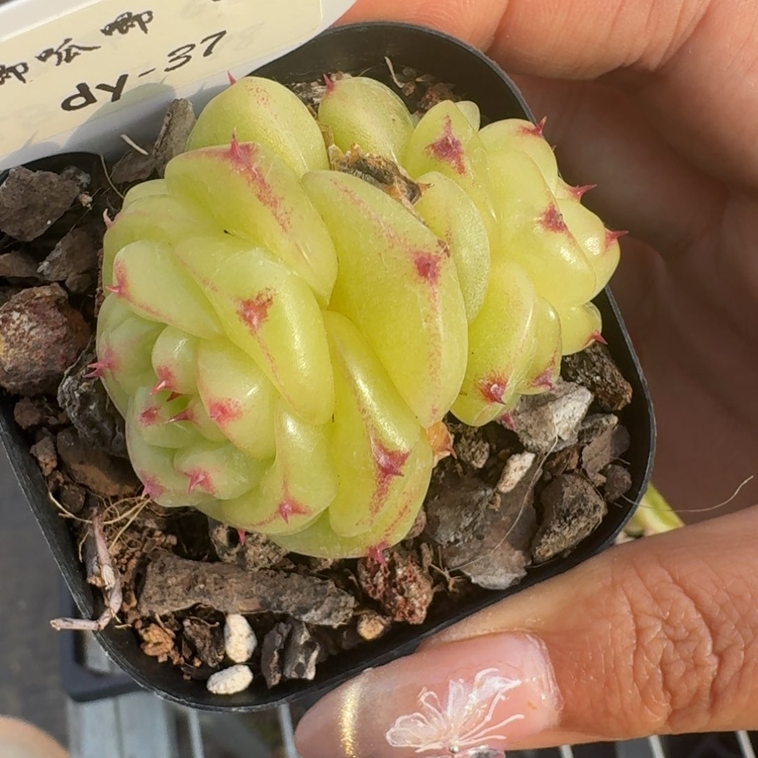 0205-037-宝拉珍妮