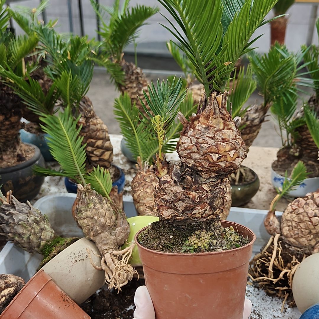 开***人无花朵白鳞铁盆景基地价