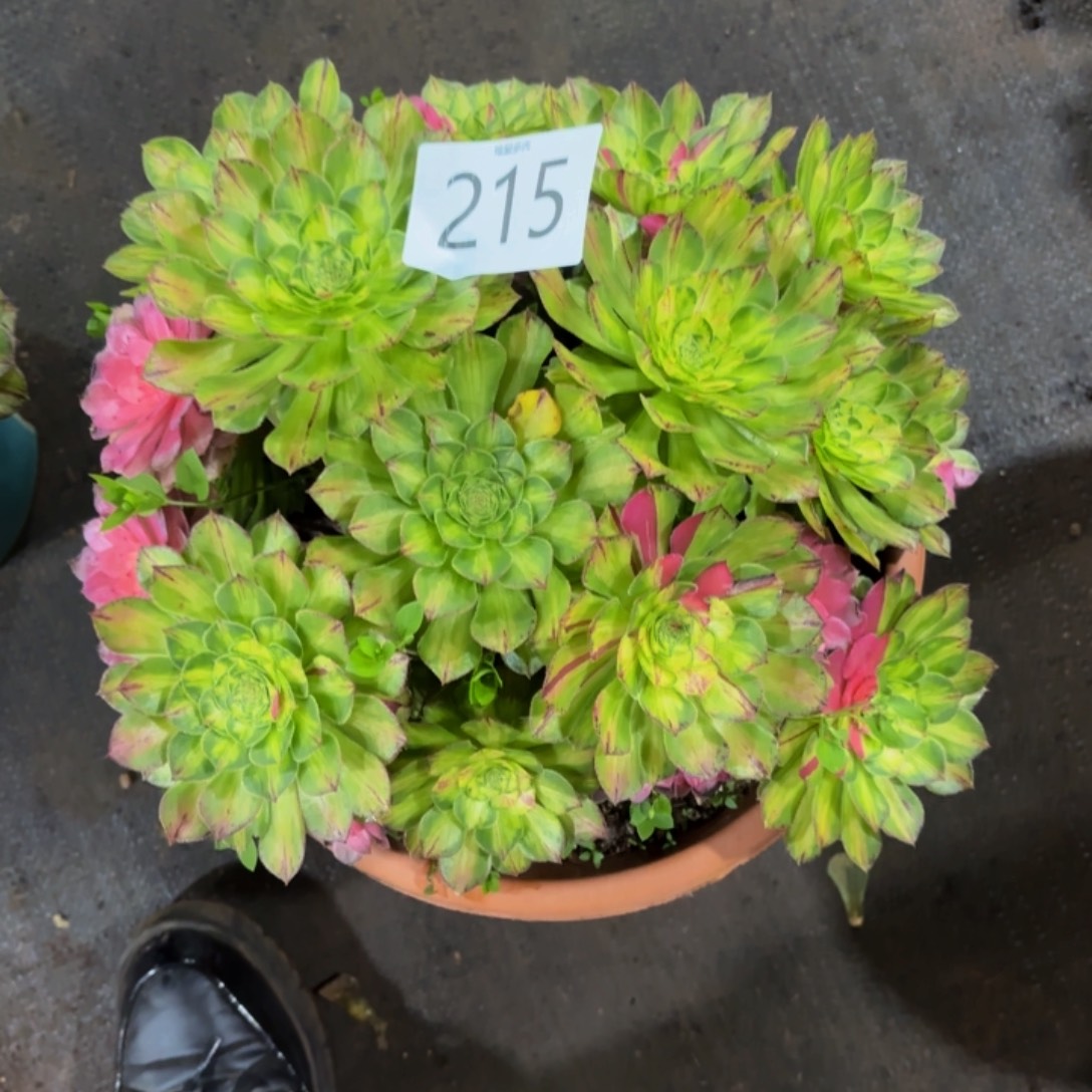 哈哈多肉葡萄福利215