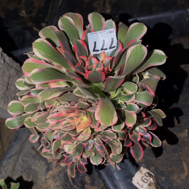 777花样年华多肉植物