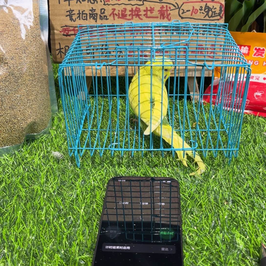 ****虎皮鹦鹉虎皮鹦鹉系列一只，竞拍一物一拍不退换