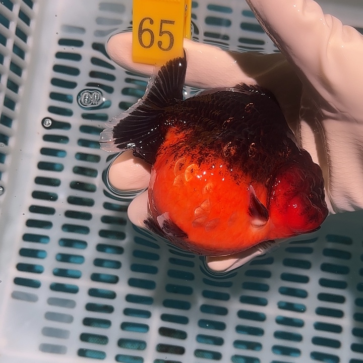 金鱼包邮58185895