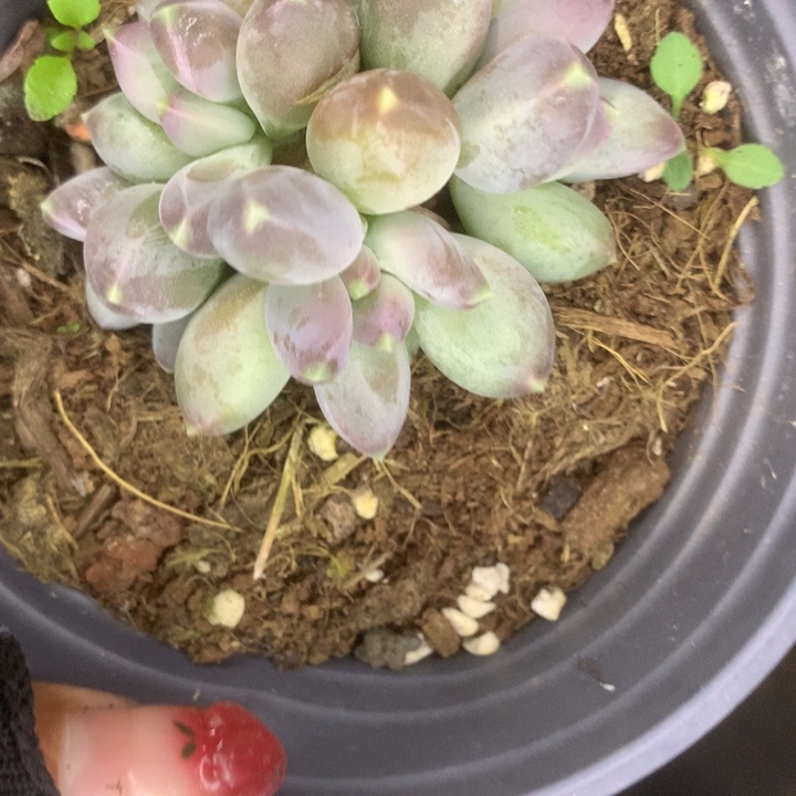 星空美人。一物一拍 