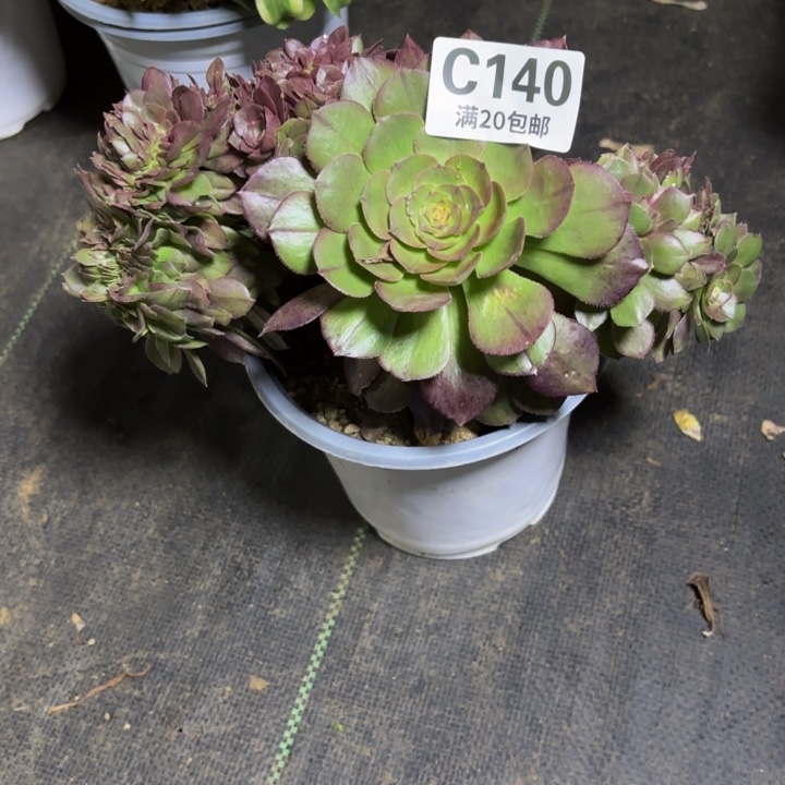 瑞妈一物一拍140