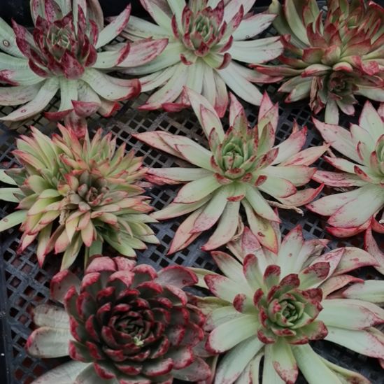 吉赛尔超白锦东云家里的