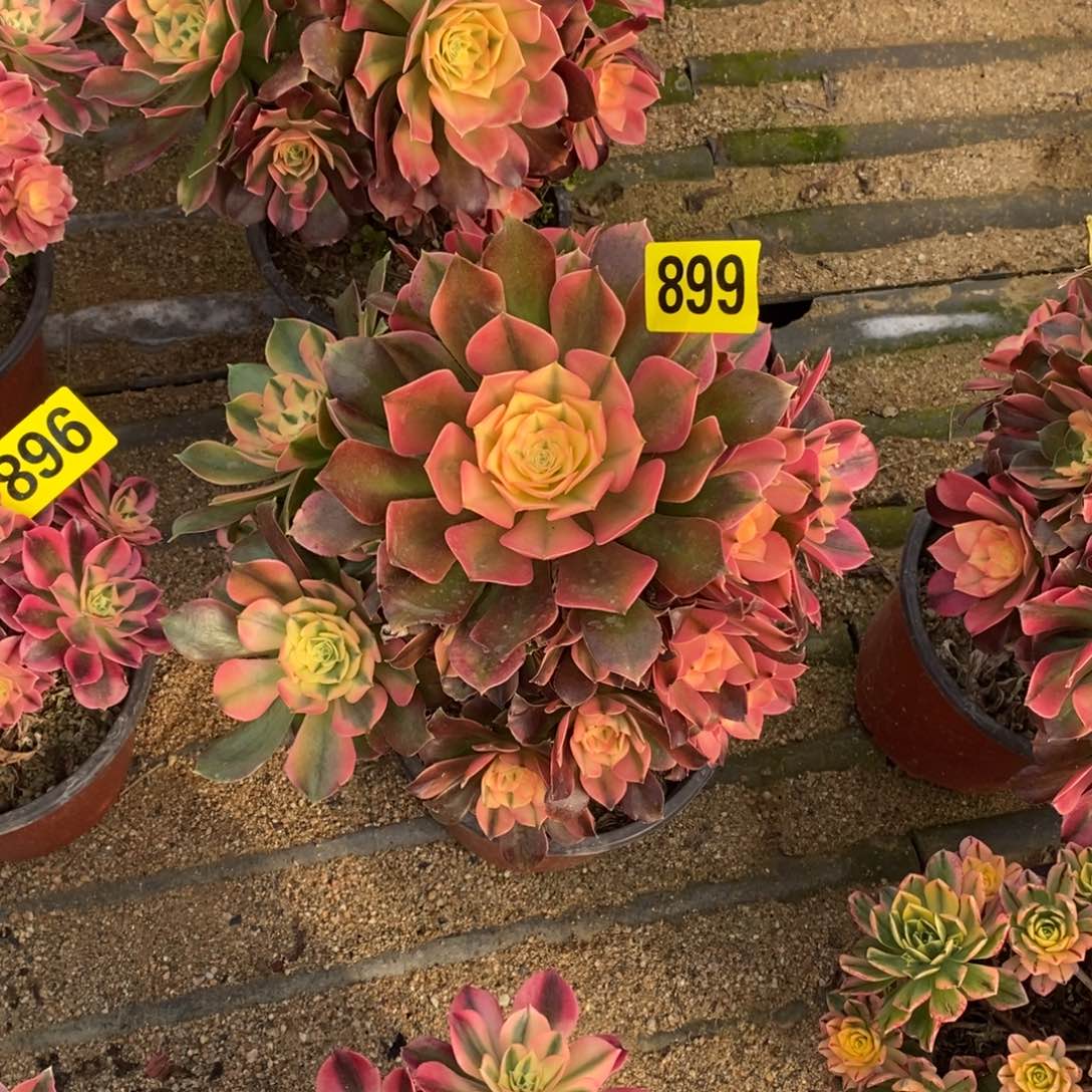 香妃多肉法师899