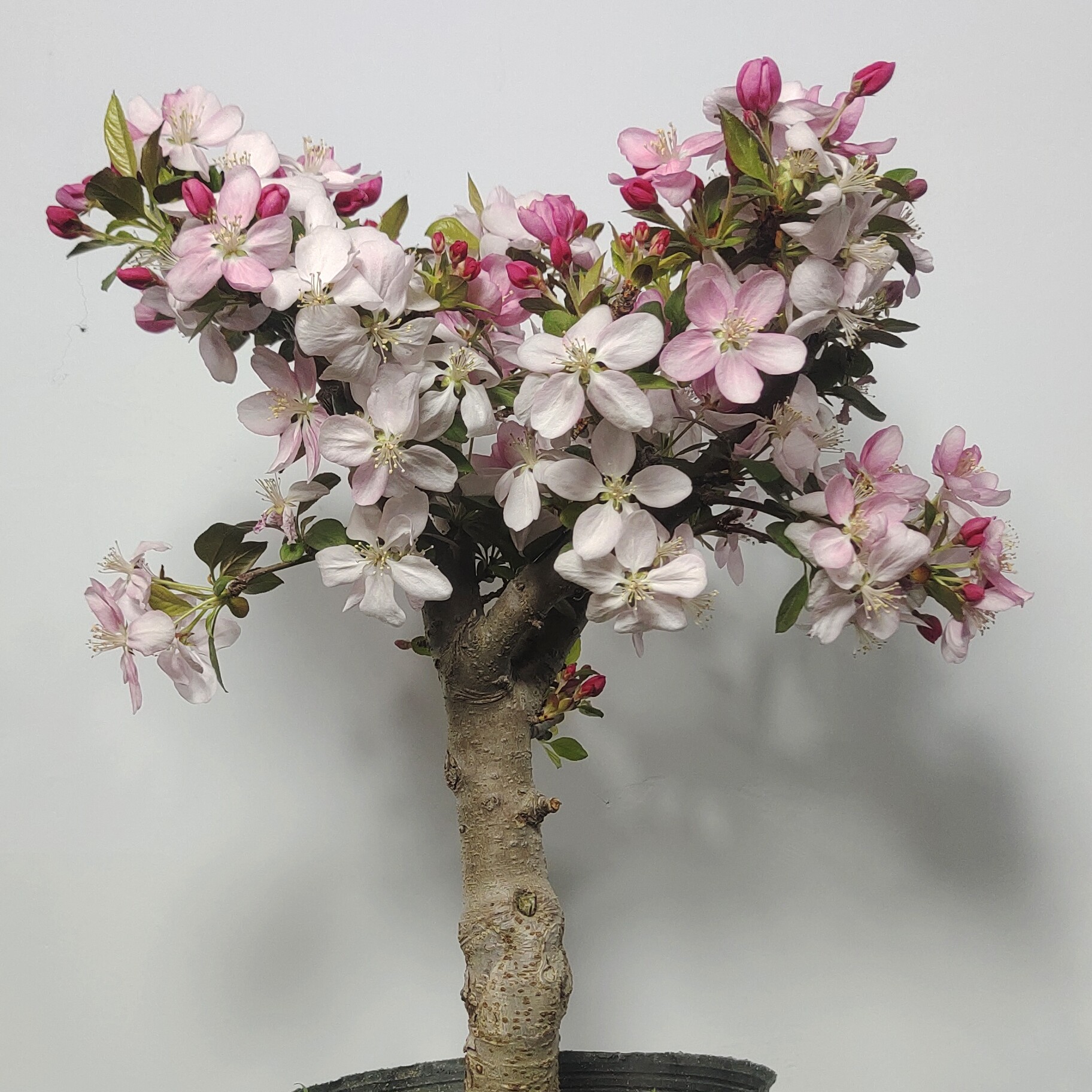 绚丽海棠盆景紫红色的花耐寒耐旱植物南北方种植花卉绿植盆栽