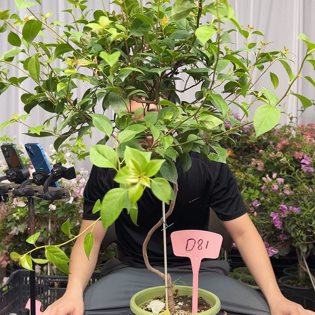 一****当前无花栽培后可以开花D81金发