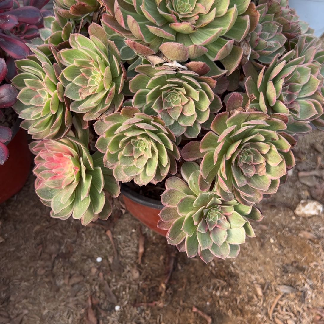 853浣纱多肉植物法师多肉