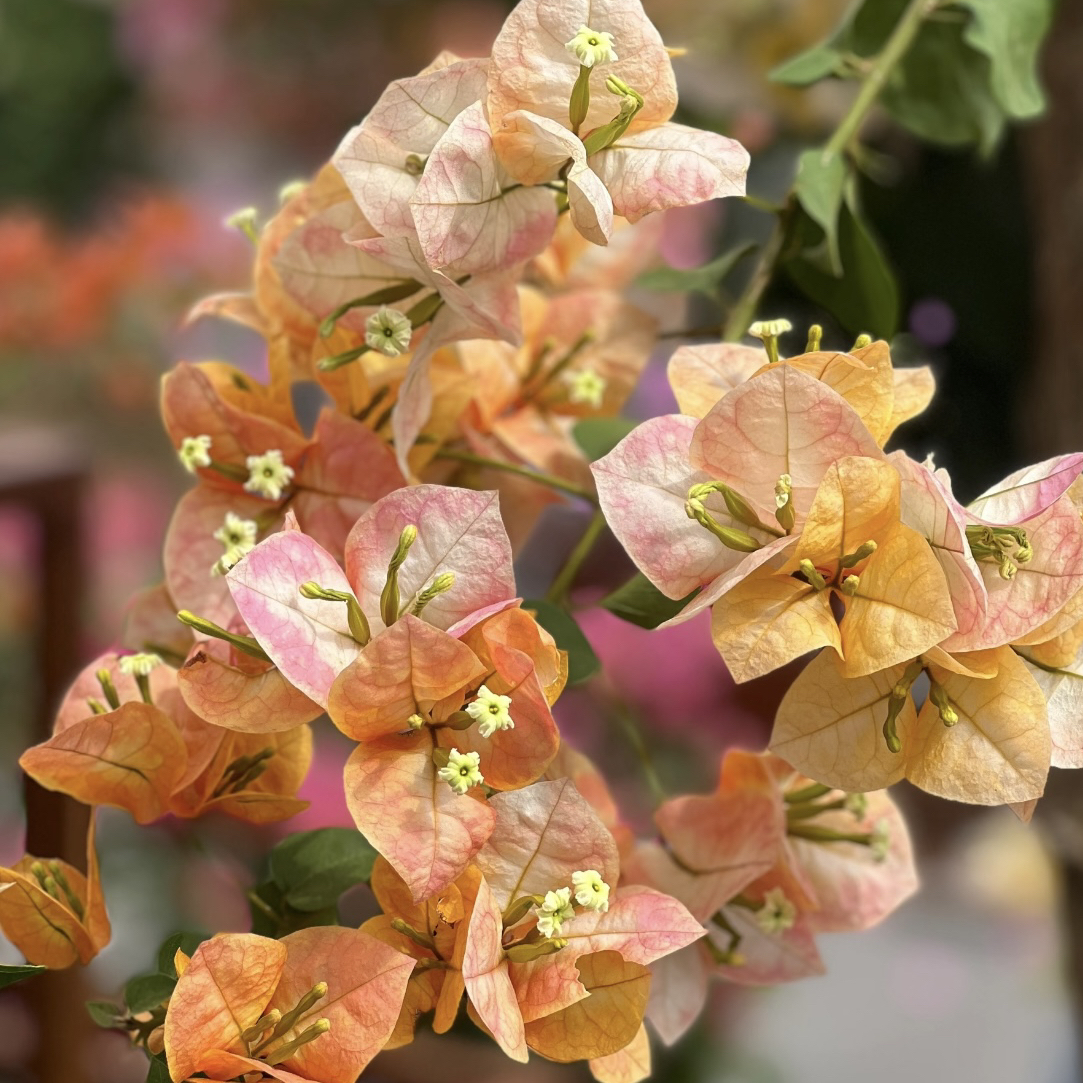 【凤凰】四季开花勤花（落花落叶不售后一个月内换盆不售后）万