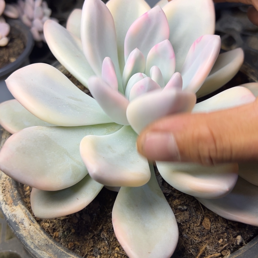 奥普锦多肉植物23.8