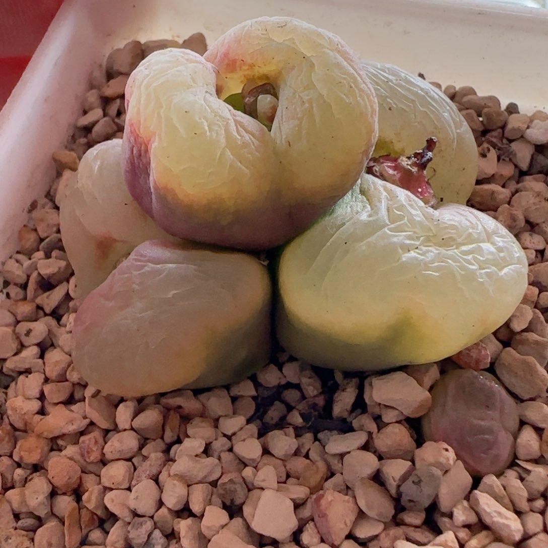 冰魄。毛群。       精品。窗。