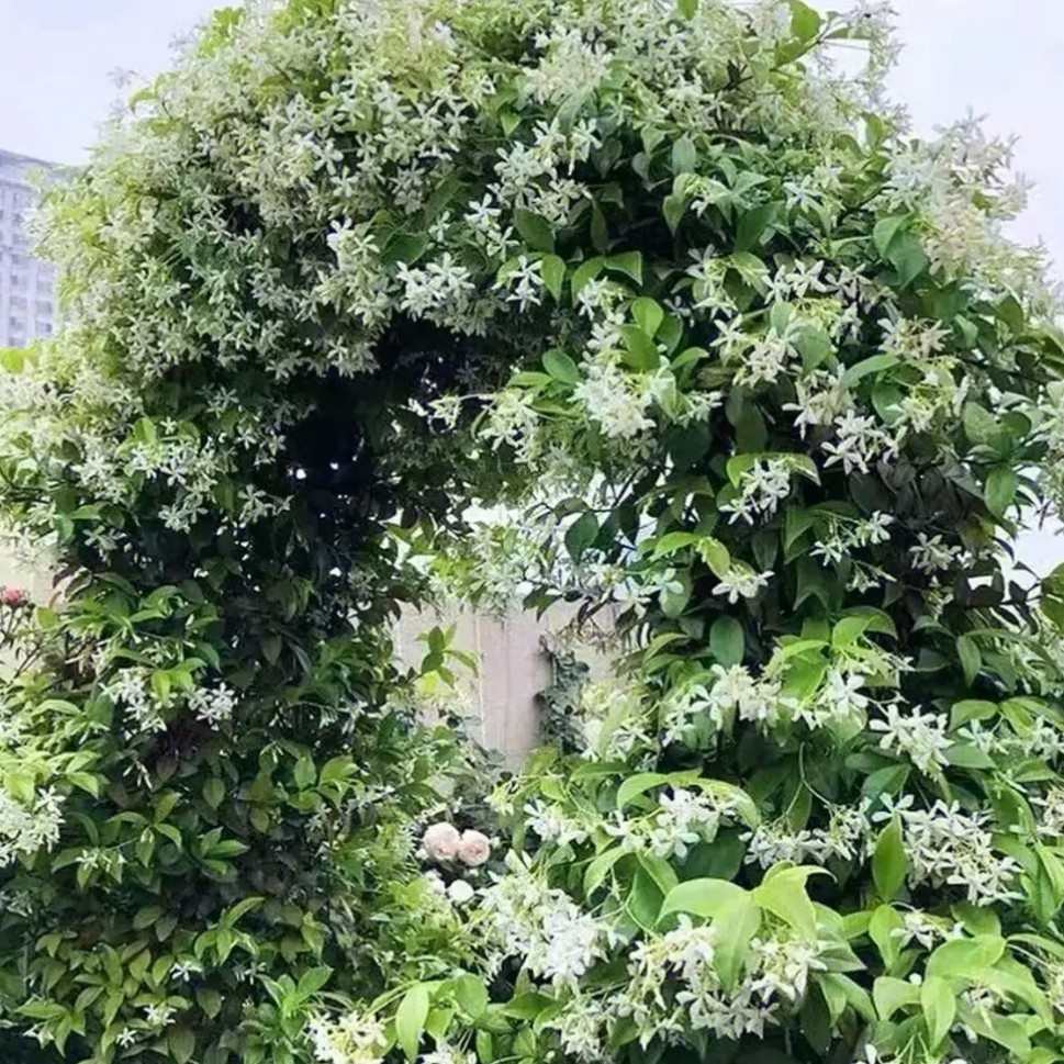 风车茉莉爬藤植物盆栽络石藤花卉四季开花适合庭院阳台