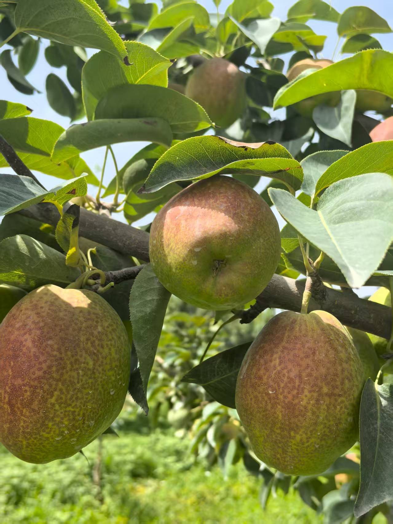 （安康专属）新疆库尔勒红香酥梨脆甜爆汁皮薄多汁果园直发